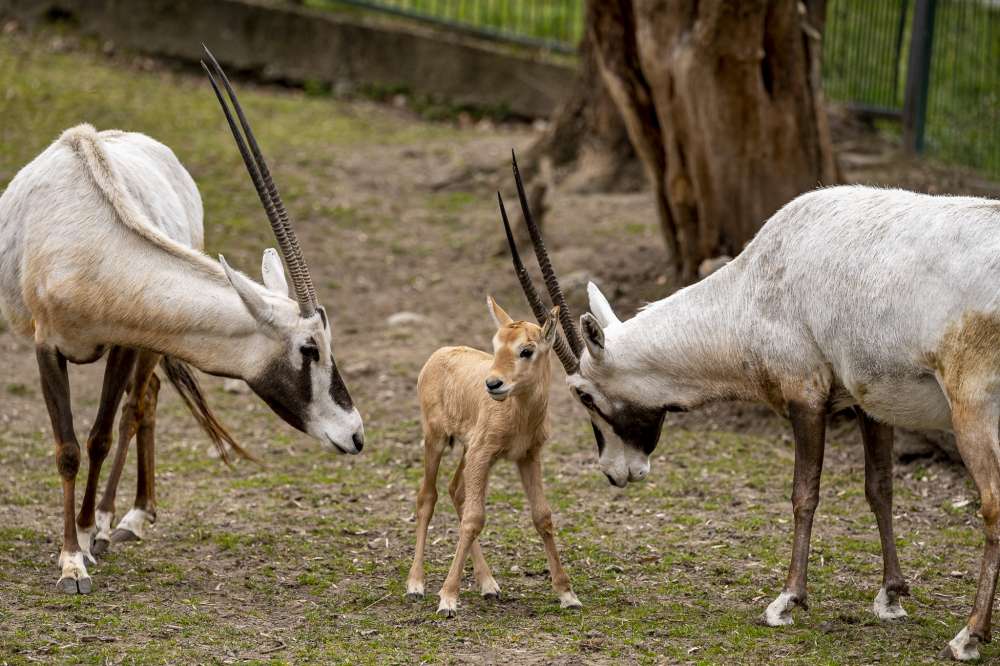 Oryx arabský