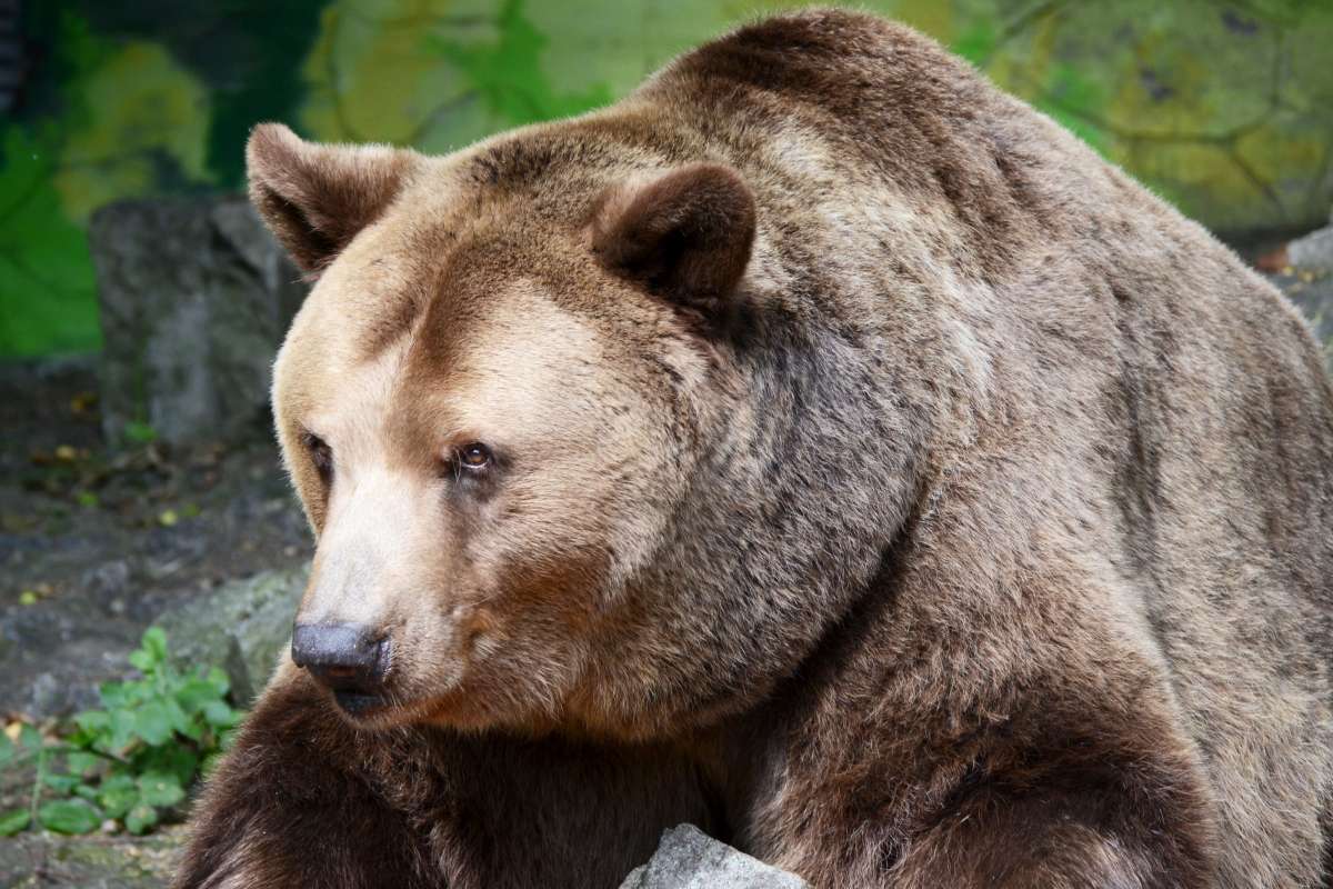 Bratislavská ZOO chystá v letnej sezóne novinky