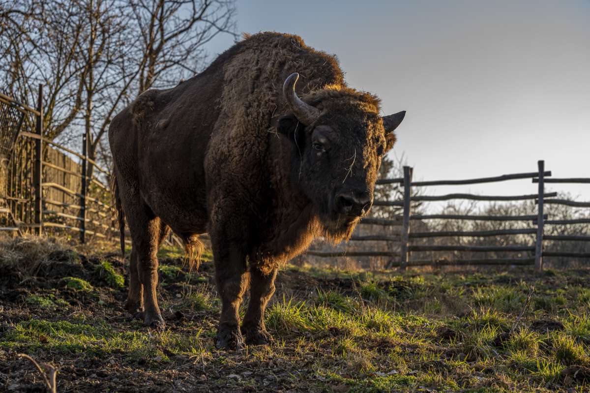 Význam zoologických záhrad v súčasnosti
