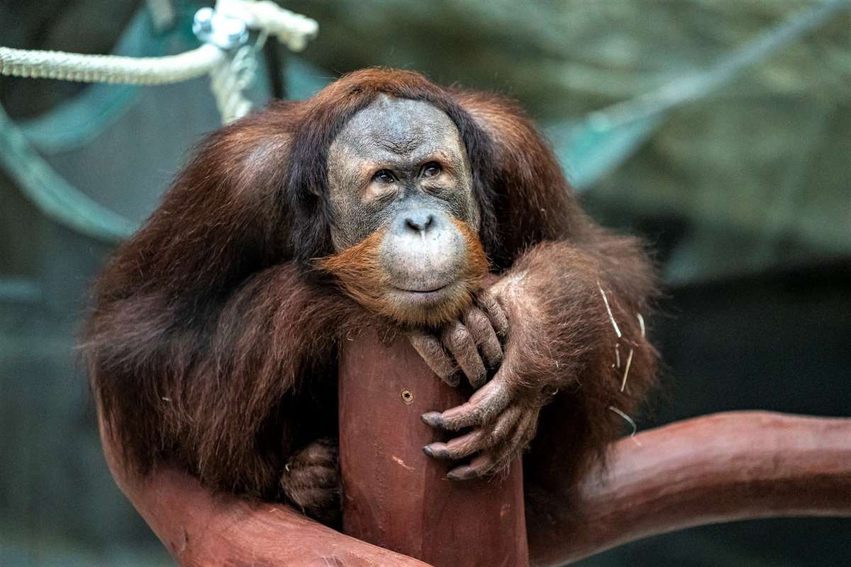 Orangutan verzus človek – nerovný súboj o prežitie