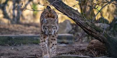 Spoznajte ZOO Bratislava