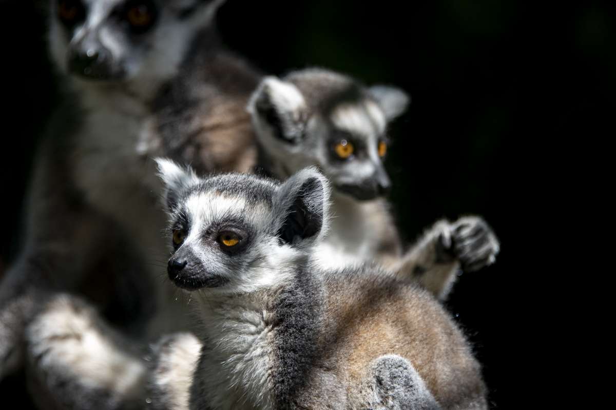 Oficiálna spolupráca so ZOO Bratislava