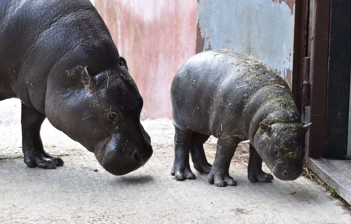 Tlačová správa: Bratislavská ZOO potrebuje pomoc. Odteraz ju budete môcť jednoducho podporiť aj vy