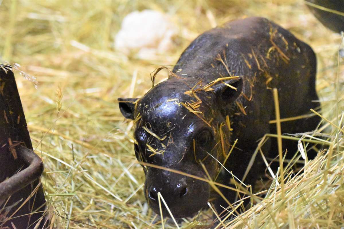 V bratislavskej ZOO sa narodil hrošík libérijský