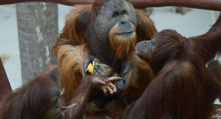 Svetový deň orangutanov v ZOO – spája nás s nimi viac, ako by ste si mysleli