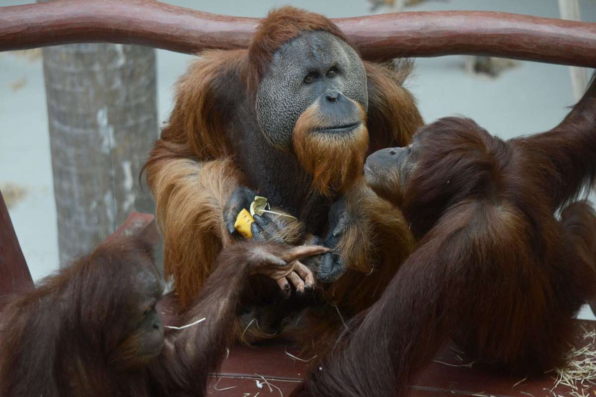 Svetový deň orangutanov v ZOO – spája nás s nimi viac, ako by ste si mysleli